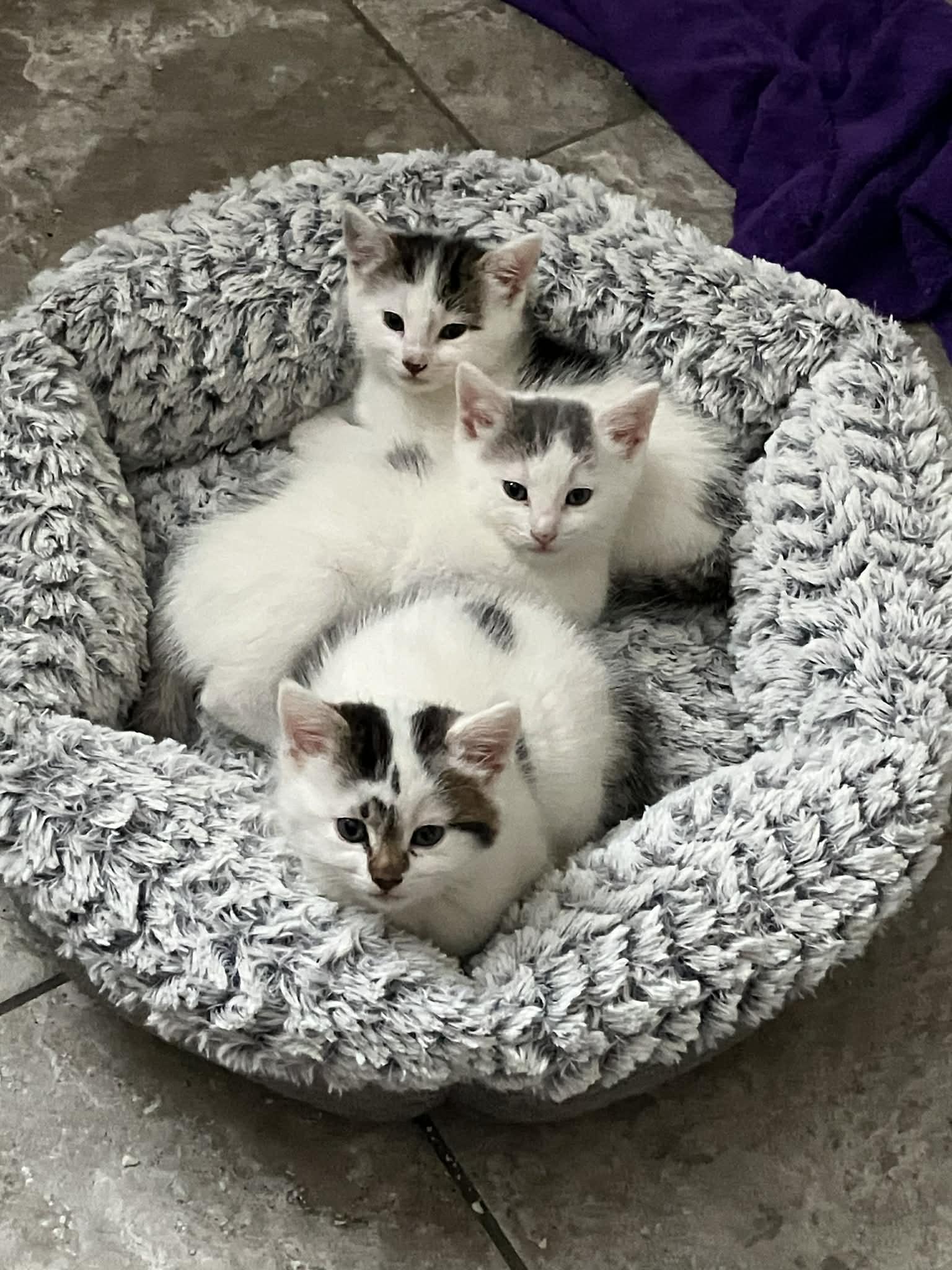 Gens kittens, ADOPTABLE, Kitten Female Domestic Short Hair.