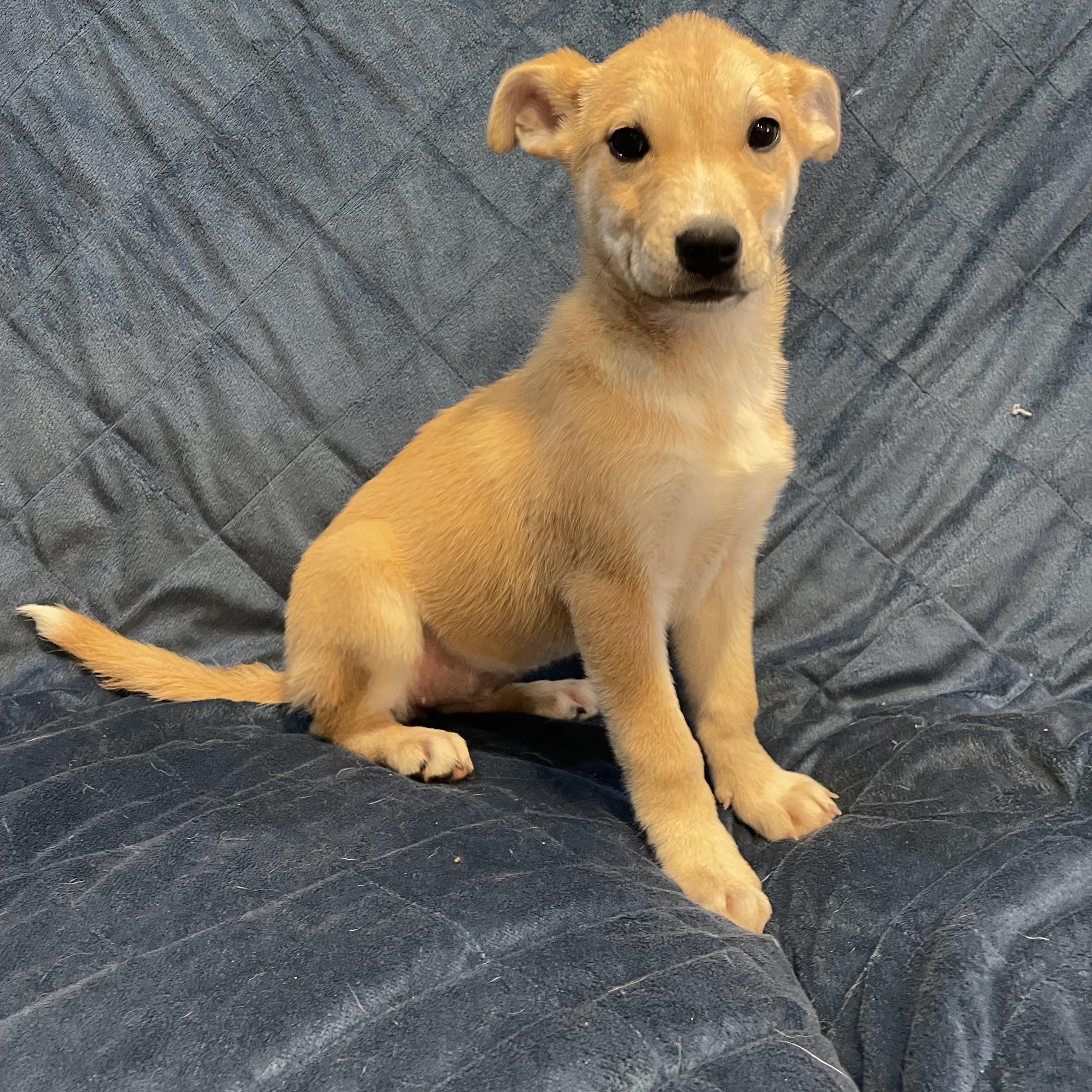 Enlarge Moxi, a ADOPTABLE German Shepherd Dog in Phoenix, AZ image 5/6