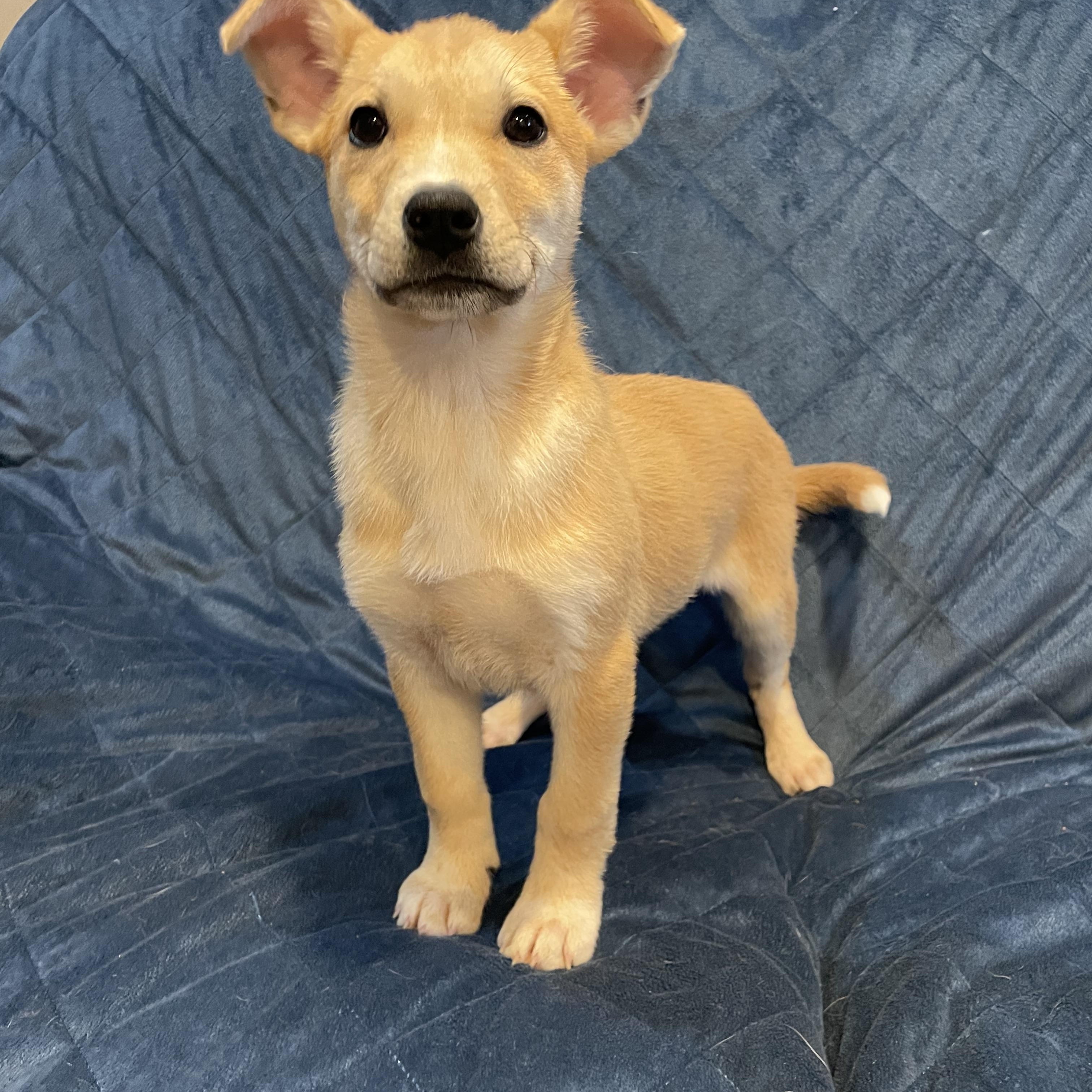 Moxi, ADOPTABLE, Young Female German Shepherd Dog.