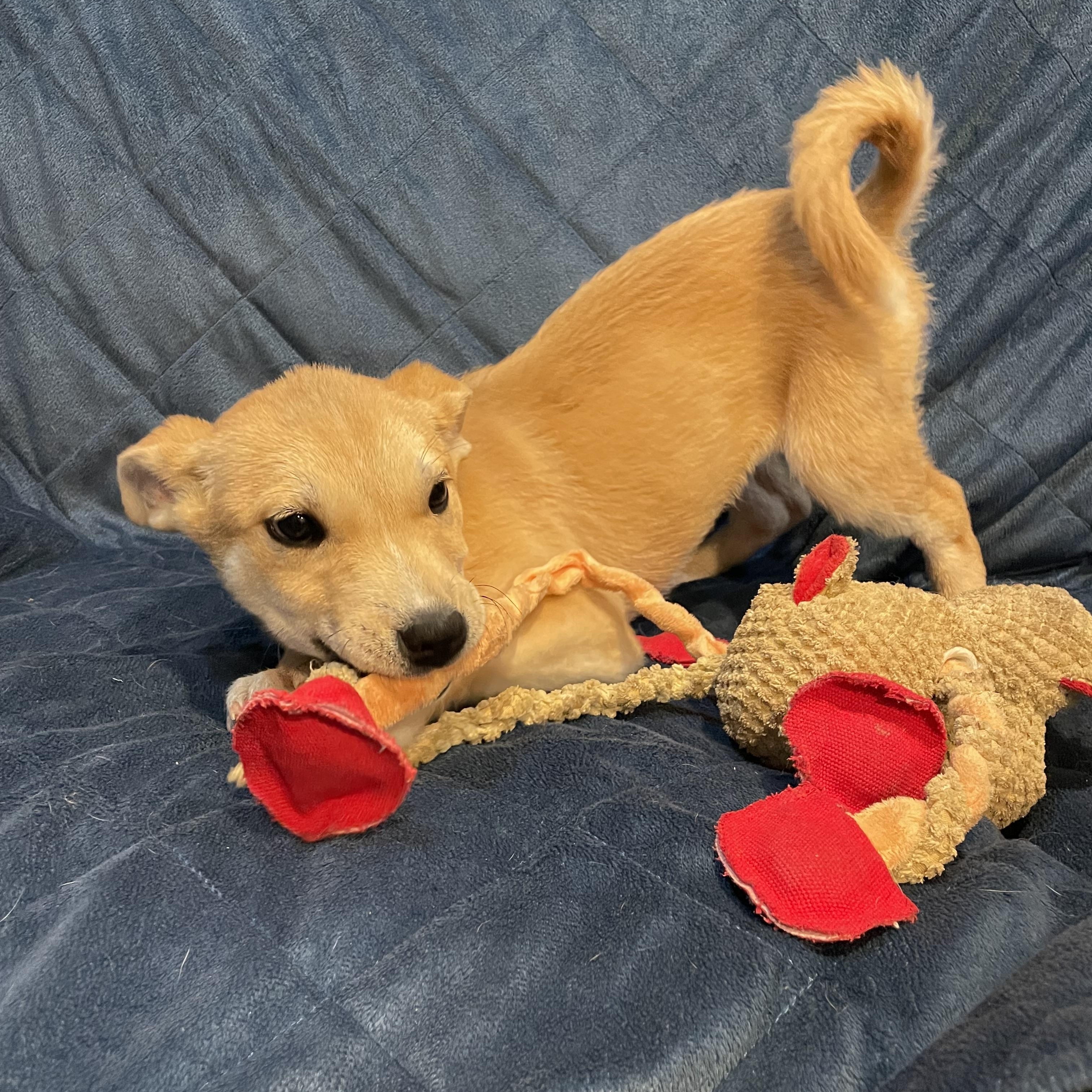 Enlarge Moxi, a ADOPTABLE German Shepherd Dog in Phoenix, AZ image 6/6