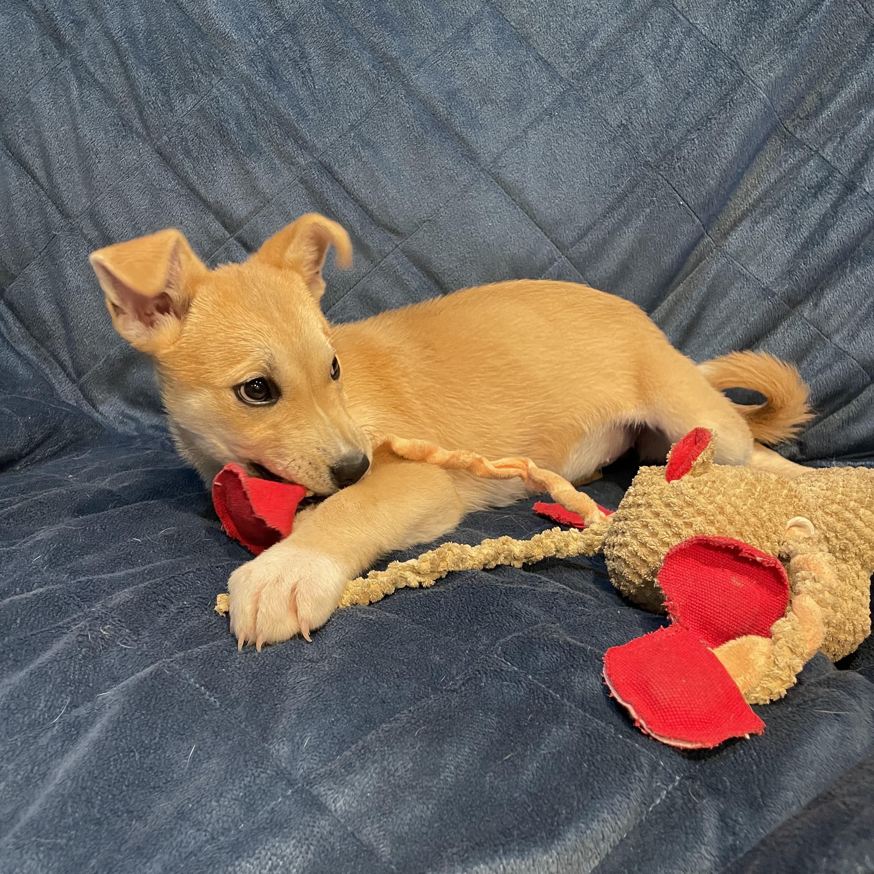 Enlarge Moxi, a ADOPTABLE German Shepherd Dog in Phoenix, AZ image 4/6