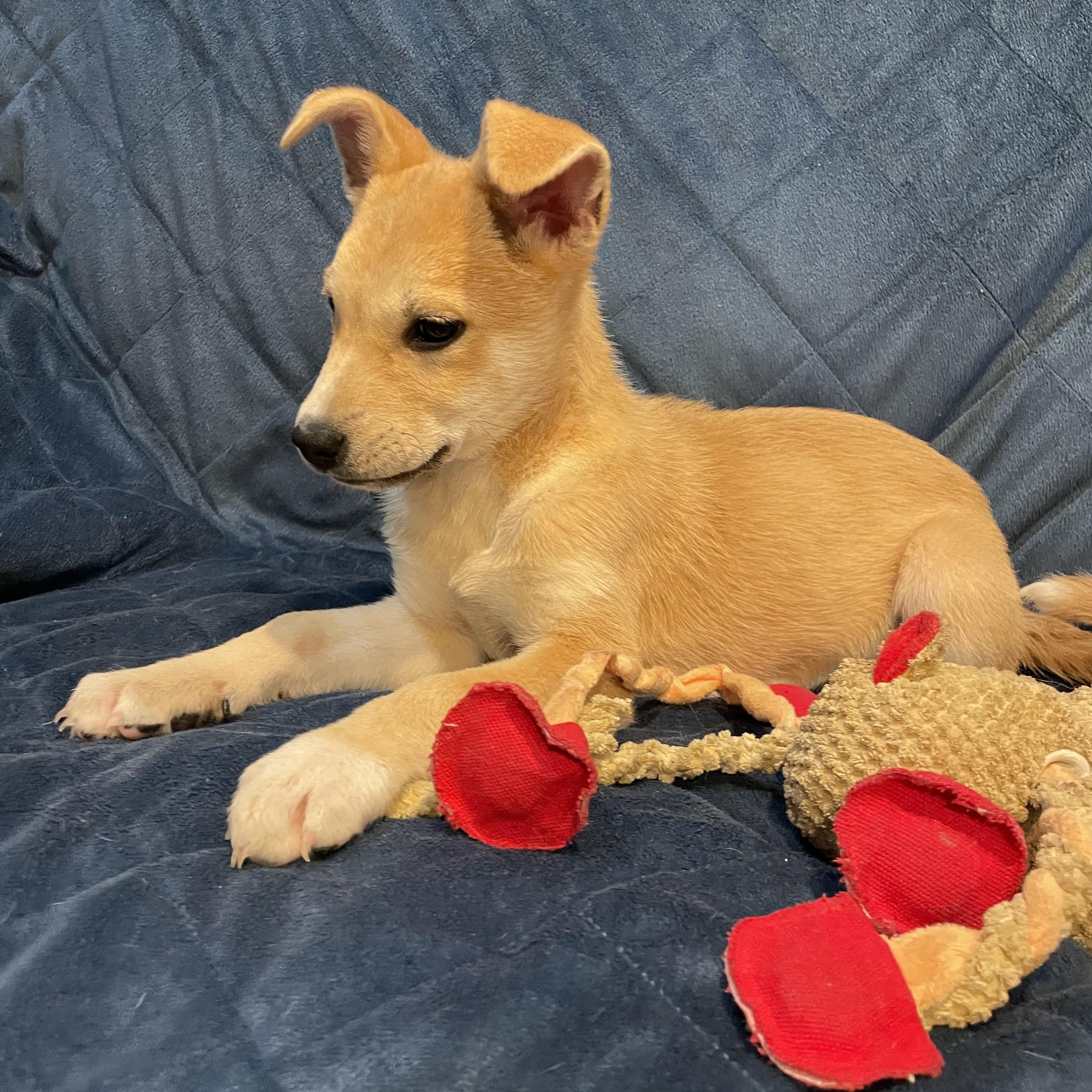 Enlarge Moxi, a ADOPTABLE German Shepherd Dog in Phoenix, AZ image 2/6