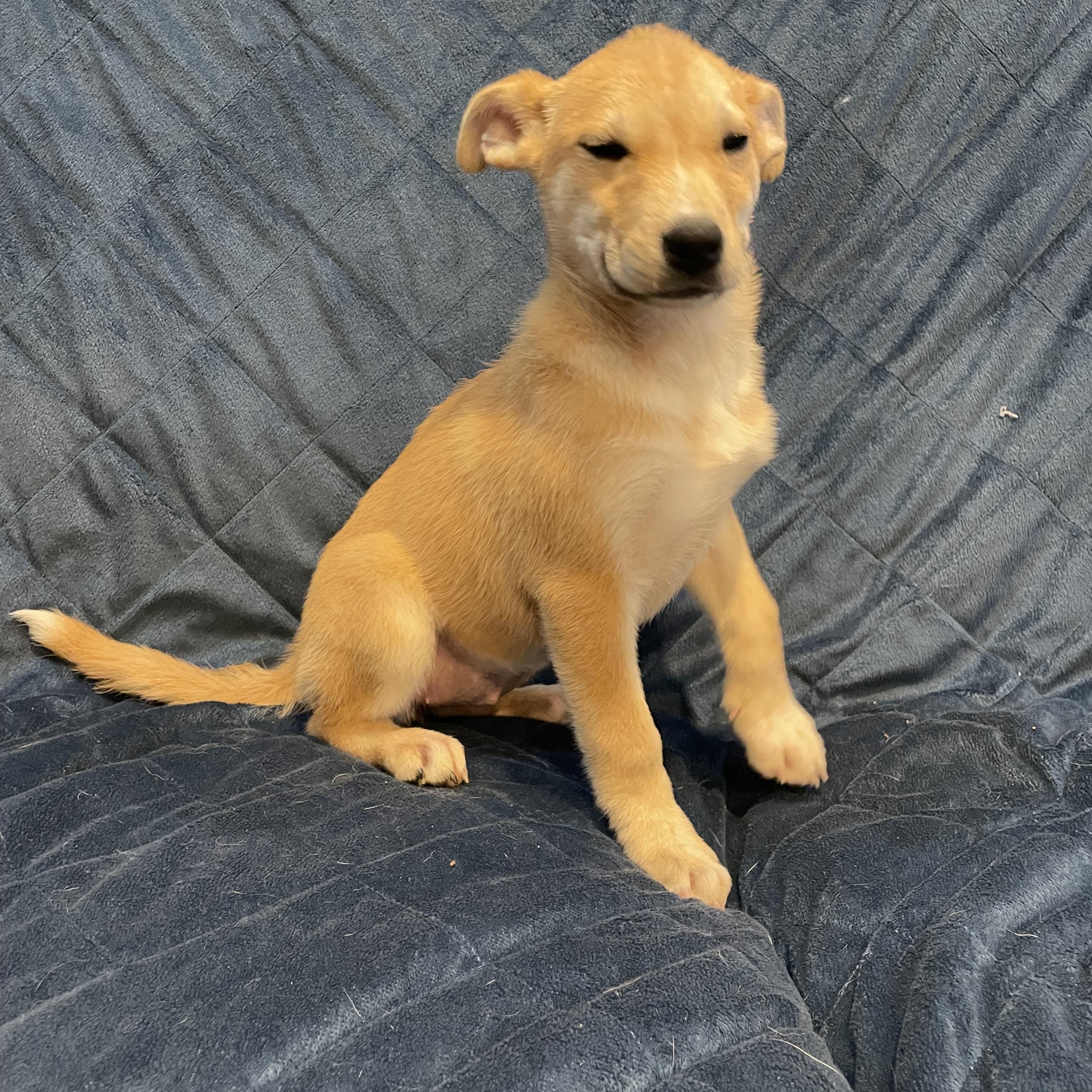 Enlarge Moxi, a ADOPTABLE German Shepherd Dog in Phoenix, AZ image 3/6