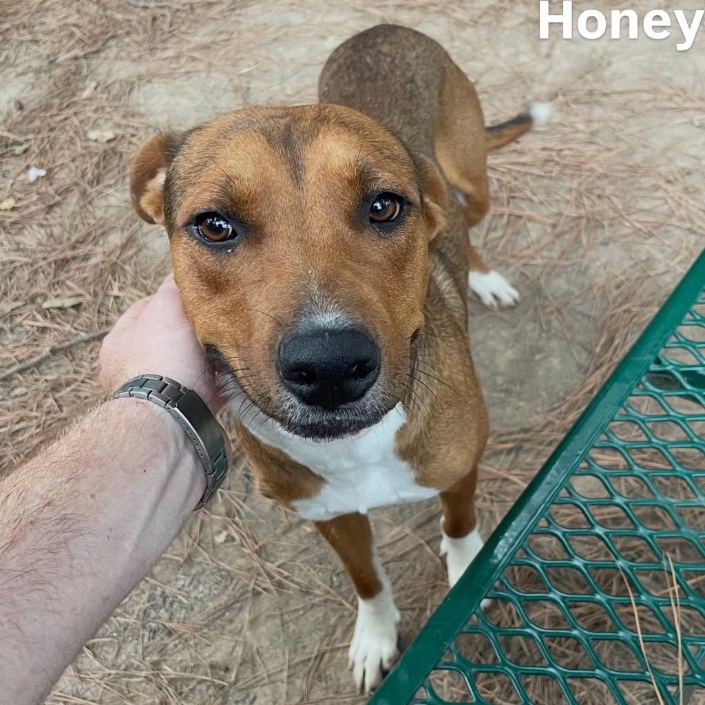 Enlarge Honey Boy, a Adoptable mixed breed in Little Rock, AR image 1/6