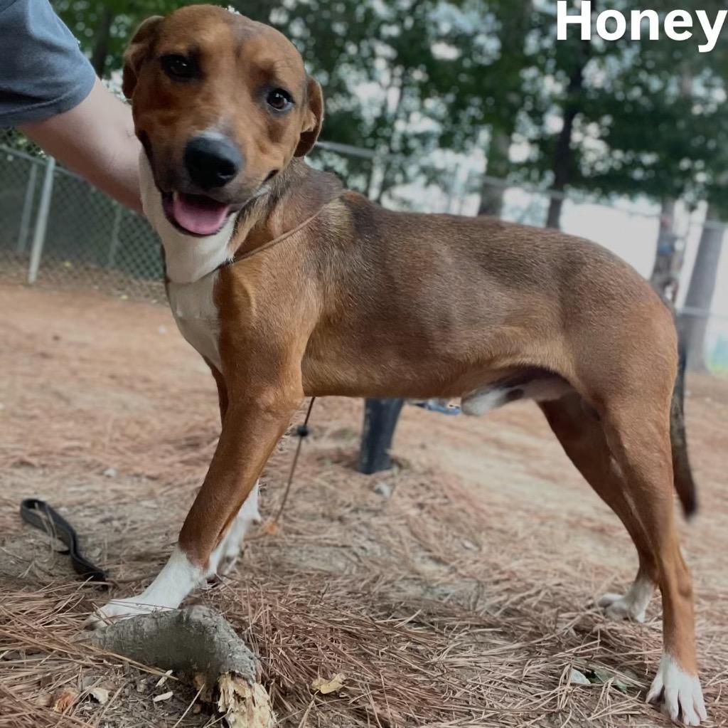Enlarge Honey Boy, a Adoptable mixed breed in Little Rock, AR image 2/6