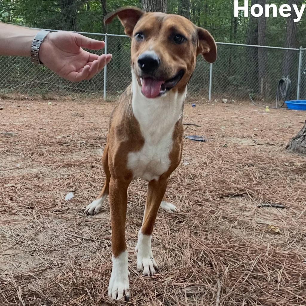 Enlarge Honey Boy, a Adoptable mixed breed in Little Rock, AR image 3/6