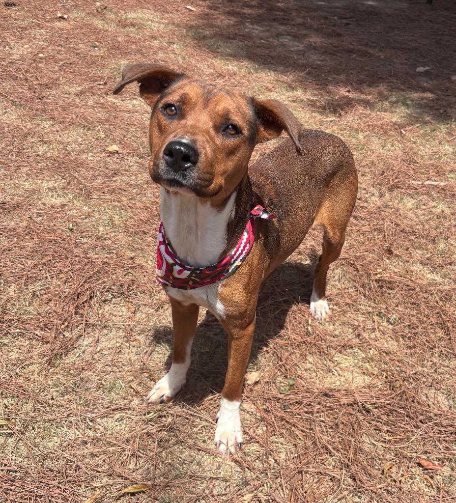 Enlarge Honey Boy, a Adoptable mixed breed in Little Rock, AR image 4/6