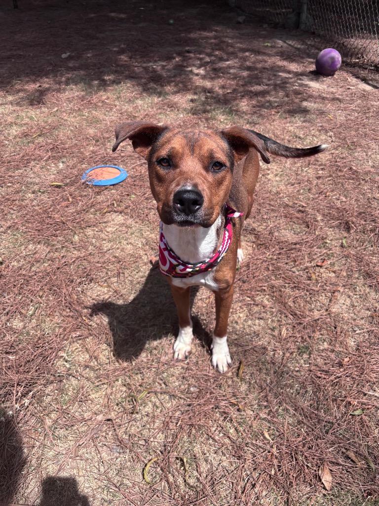 Enlarge Honey Boy, a Adoptable mixed breed in Little Rock, AR image 5/6