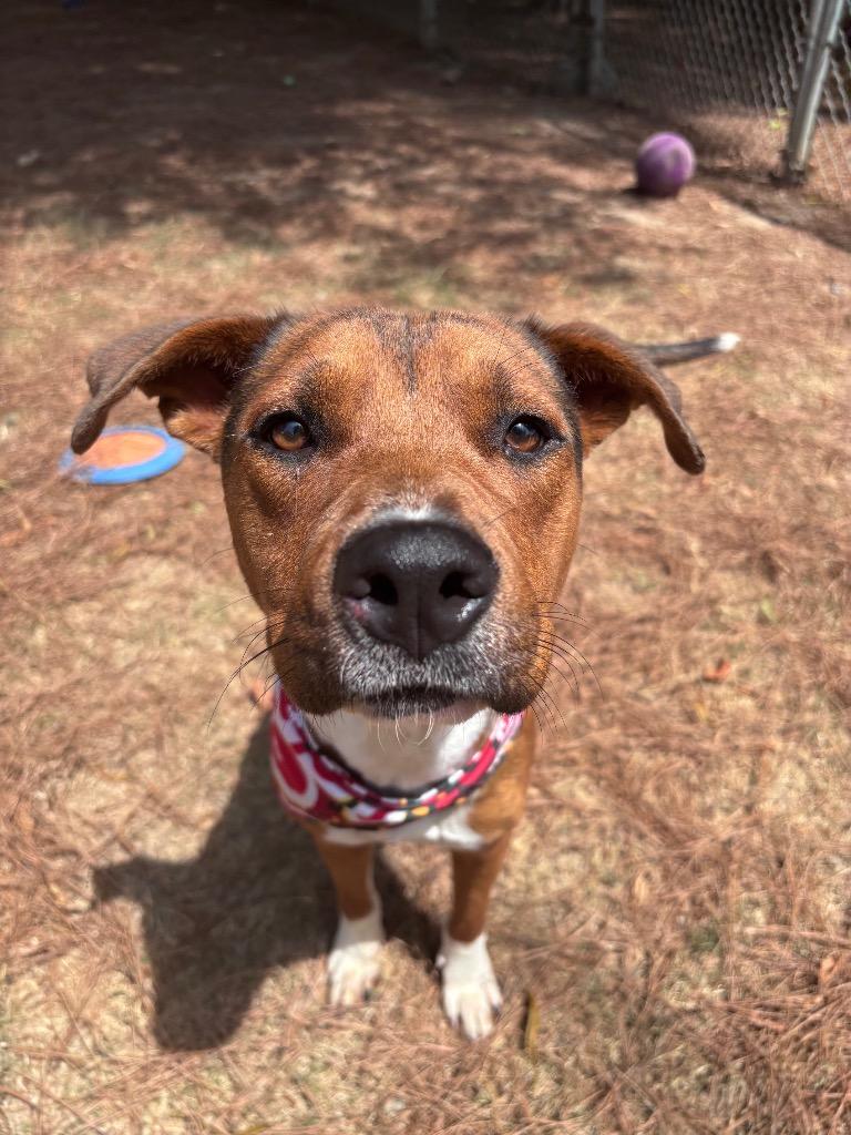 Enlarge Honey Boy, a Adoptable mixed breed in Little Rock, AR image 6/6