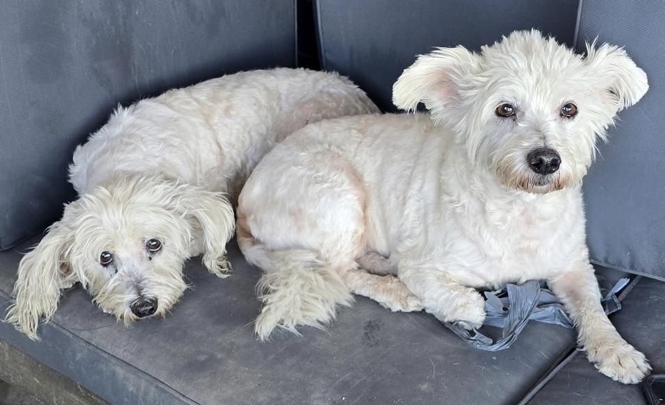 Enlarge Peep (bonded with Bloomer), a Adoptable mixed breed in Draper, UT image 1/5