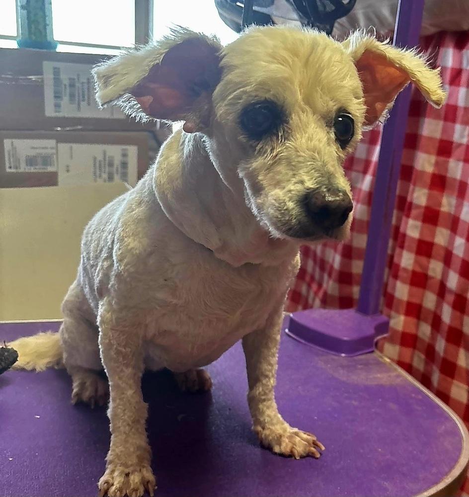 Enlarge Peep (bonded with Bloomer), a Adoptable mixed breed in Draper, UT image 2/5