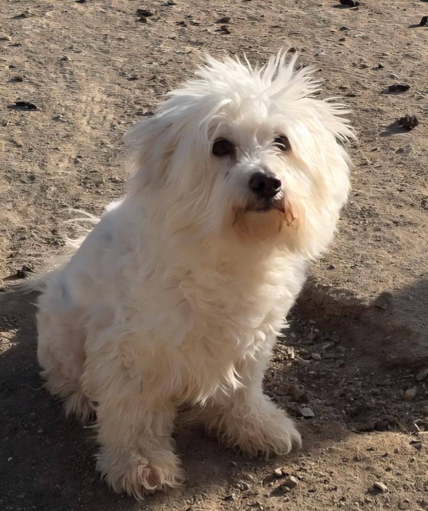 Enlarge Peep (bonded with Bloomer), a Adoptable mixed breed in Draper, UT image 3/5