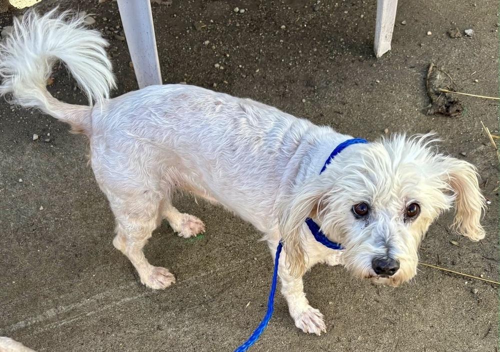 Enlarge Peep (bonded with Bloomer), a Adoptable mixed breed in Draper, UT image 4/5
