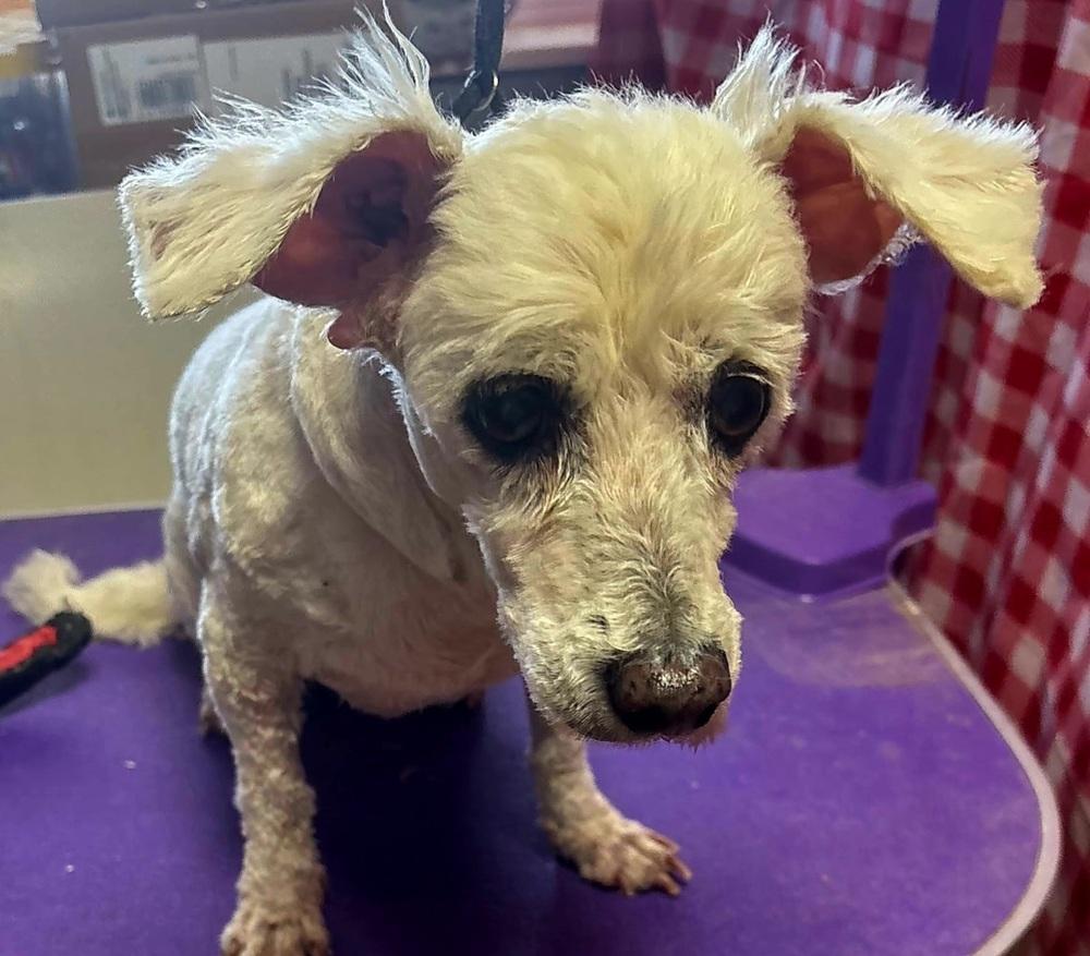 Enlarge Peep (bonded with Bloomer), a Adoptable mixed breed in Draper, UT image 5/5