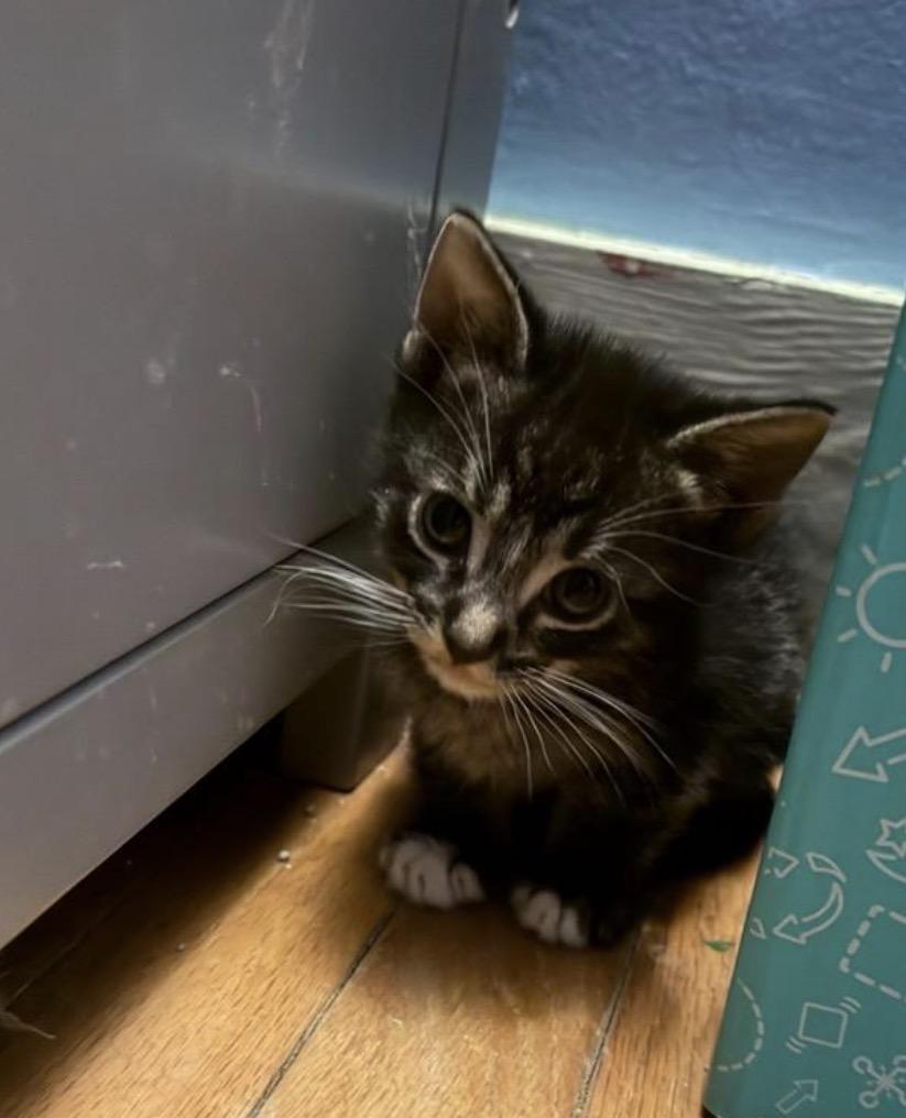 Stripes, ADOPTABLE, Kitten Male Domestic Short Hair.