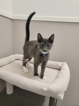 Caiman, Adoptable, Kitten Male Domestic Short Hair & Domestic Short Hair.