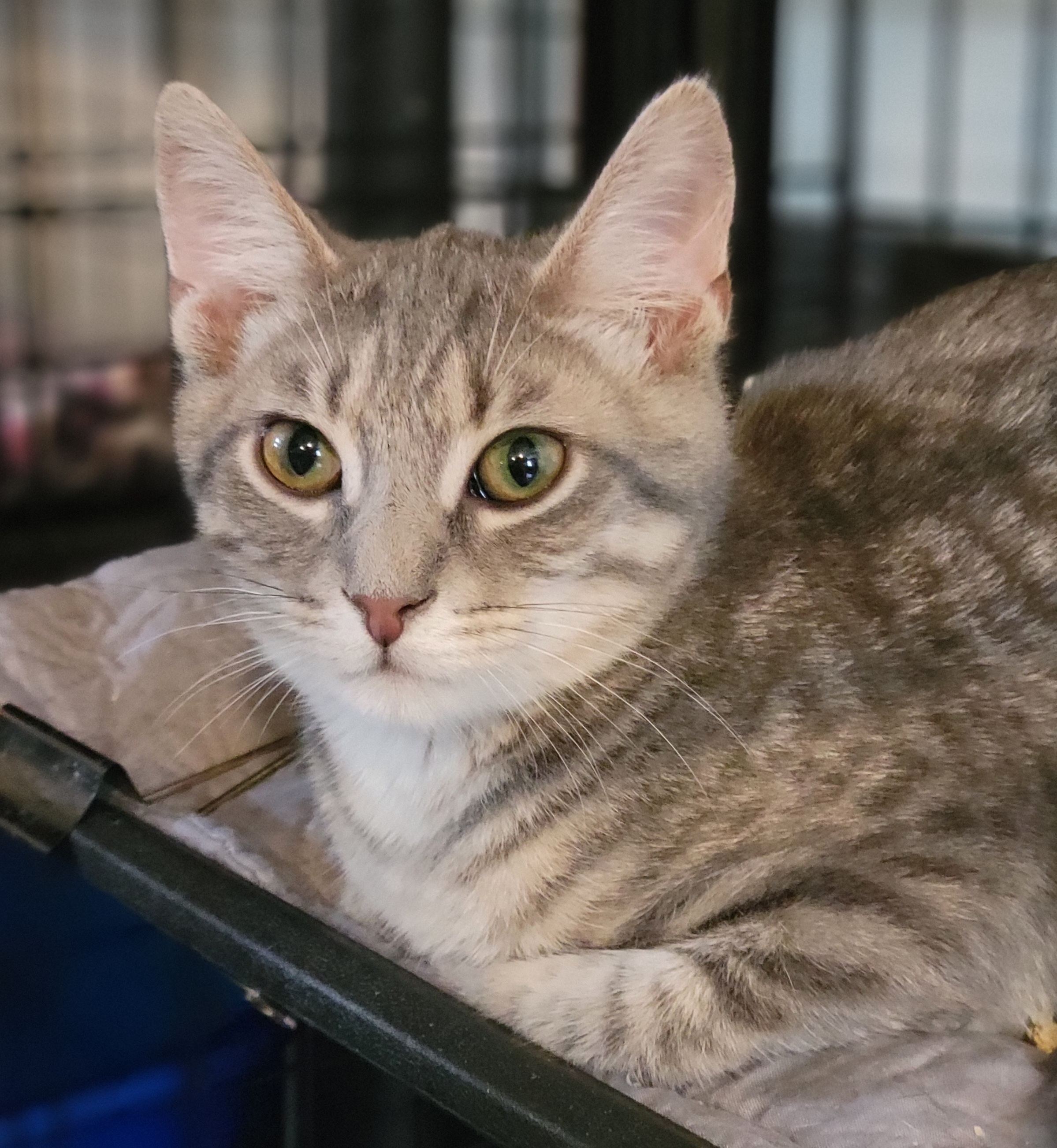 Sydney, a Adoptable Domestic Short Hair in Swartz Creek, MI image 6/6