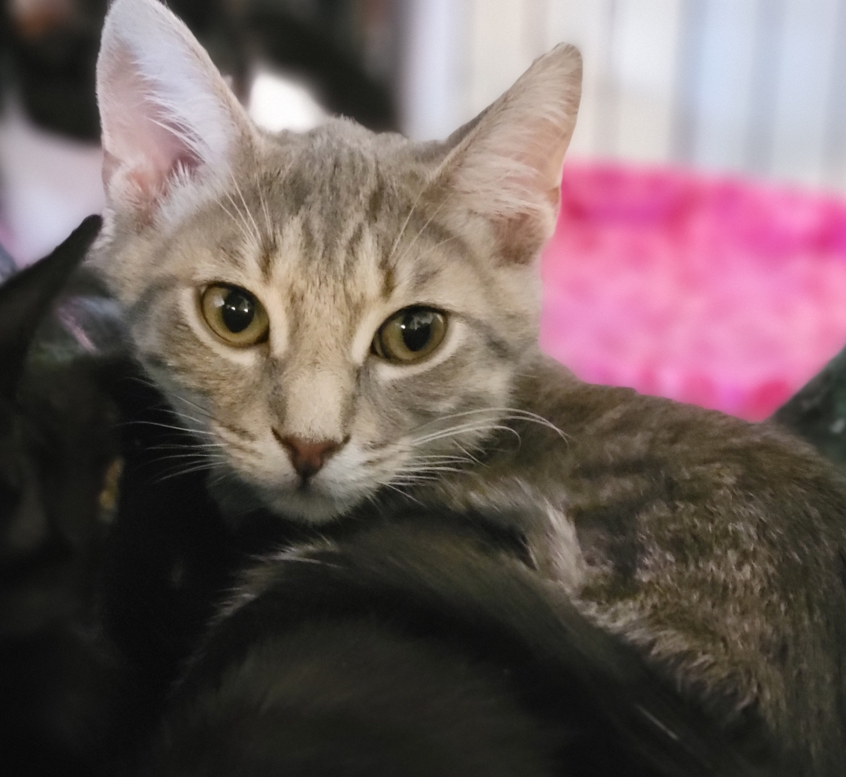 Sydney, a Adoptable Domestic Short Hair in Swartz Creek, MI image 1/6