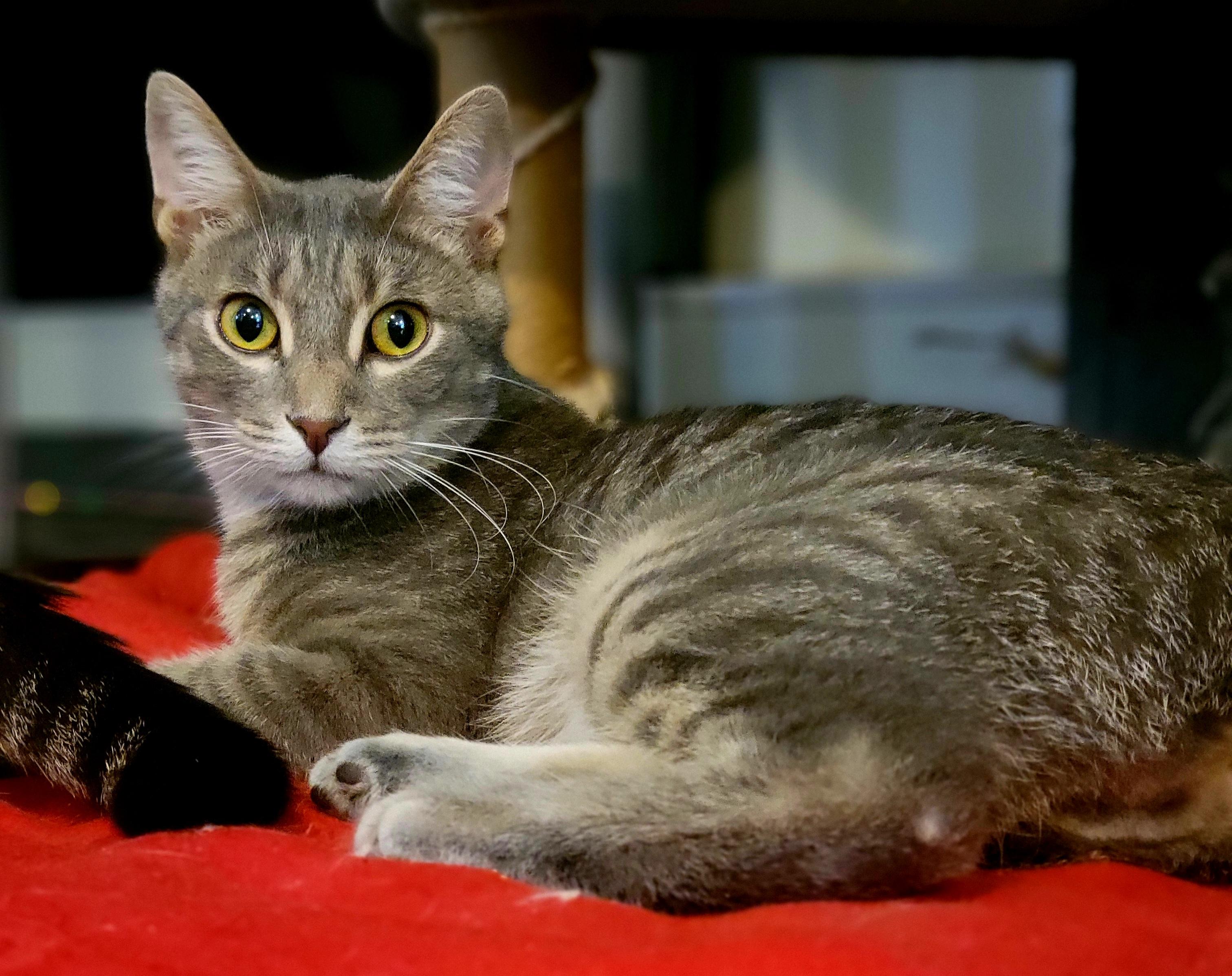 Sydney, Adoptable, Young Male Domestic Short Hair.