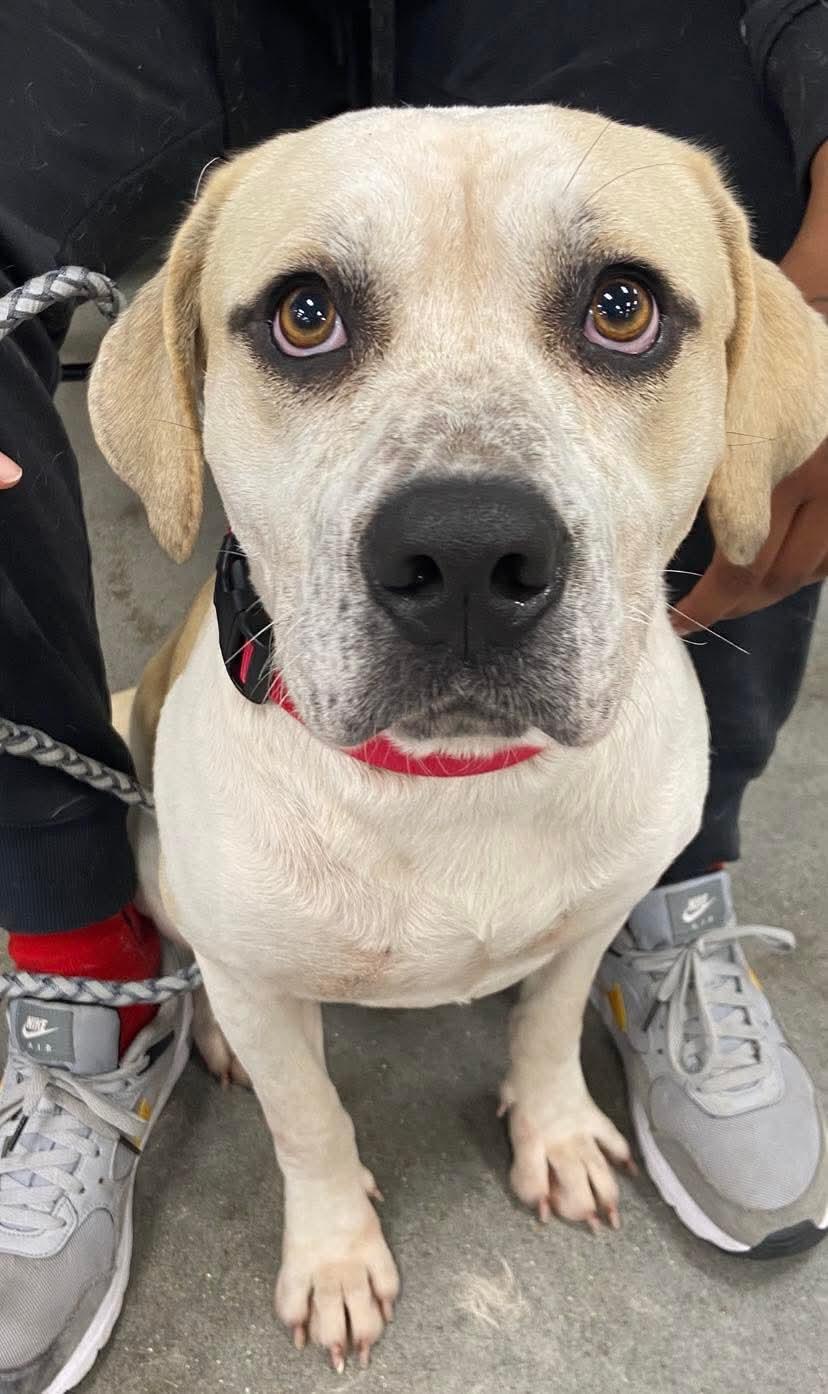 Enlarge Jeff, a ADOPTABLE mixed breed in LaPlace, LA image 1/1
