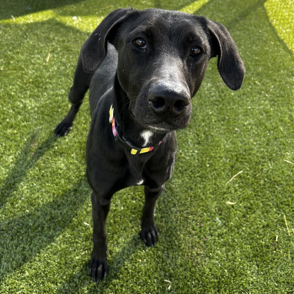 Enlarge Mamas, a Adoptable mixed breed in Cody, WY image 1/2