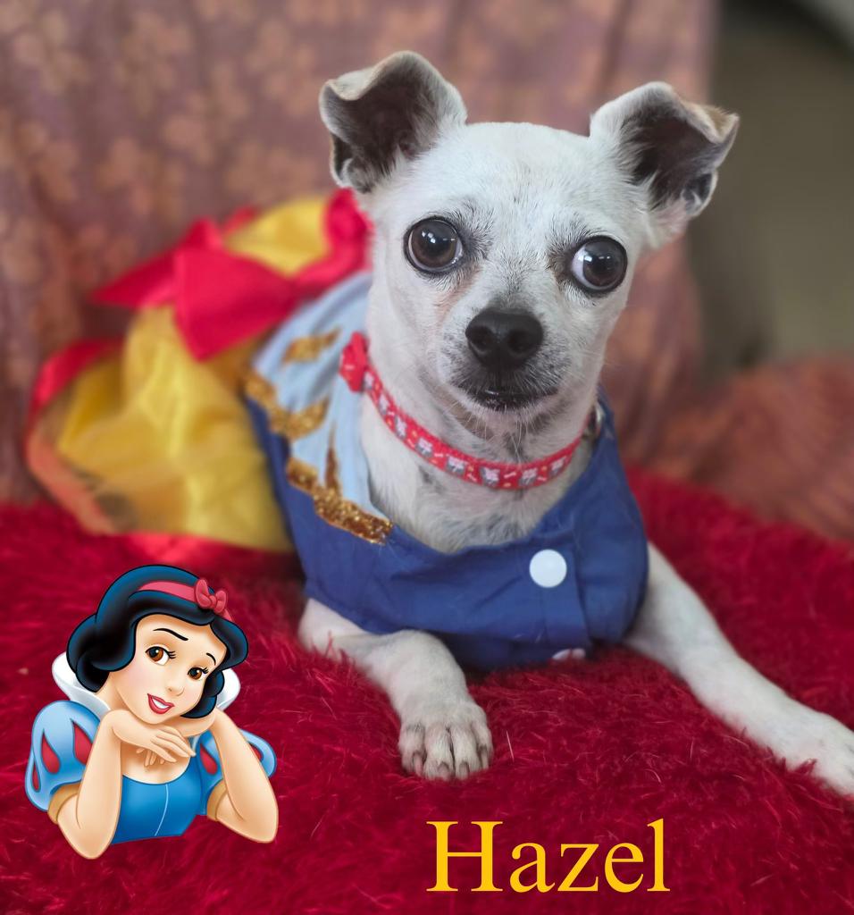 Hazel