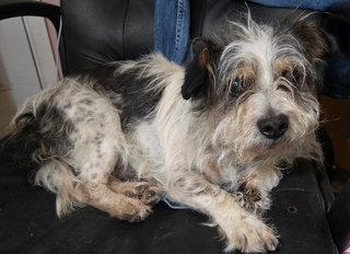 Enlarge Pinto, a Adoptable Shih Tzu in Westminster, CO image 2/3