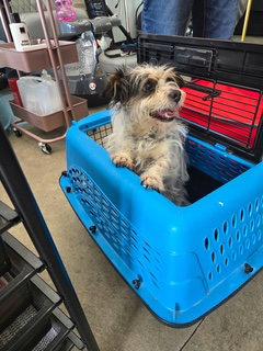 Enlarge Pinto, a Adoptable Shih Tzu in Westminster, CO image 3/3