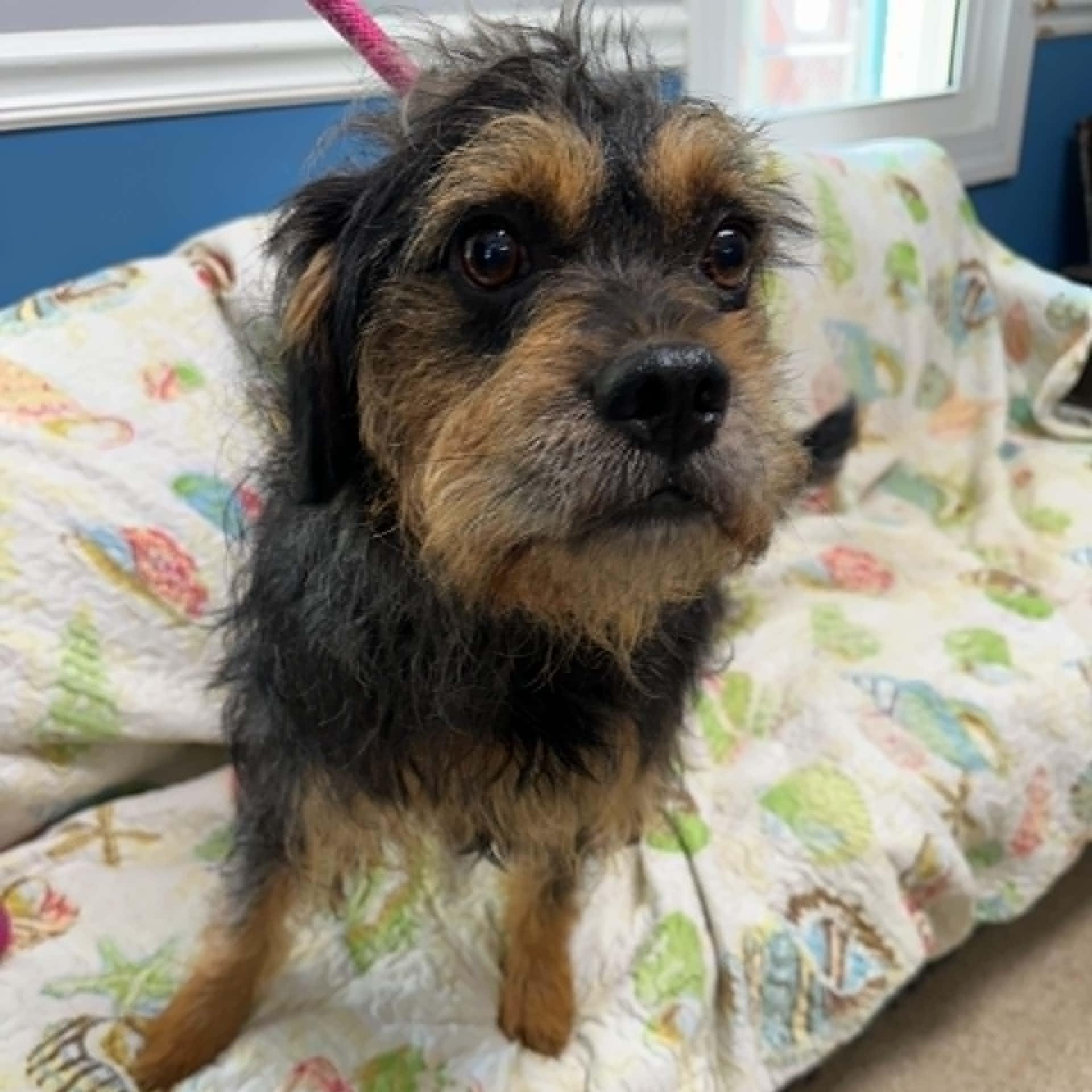 Ruben, a ADOPTABLE mixed breed in Sunderland, MD image 3/4