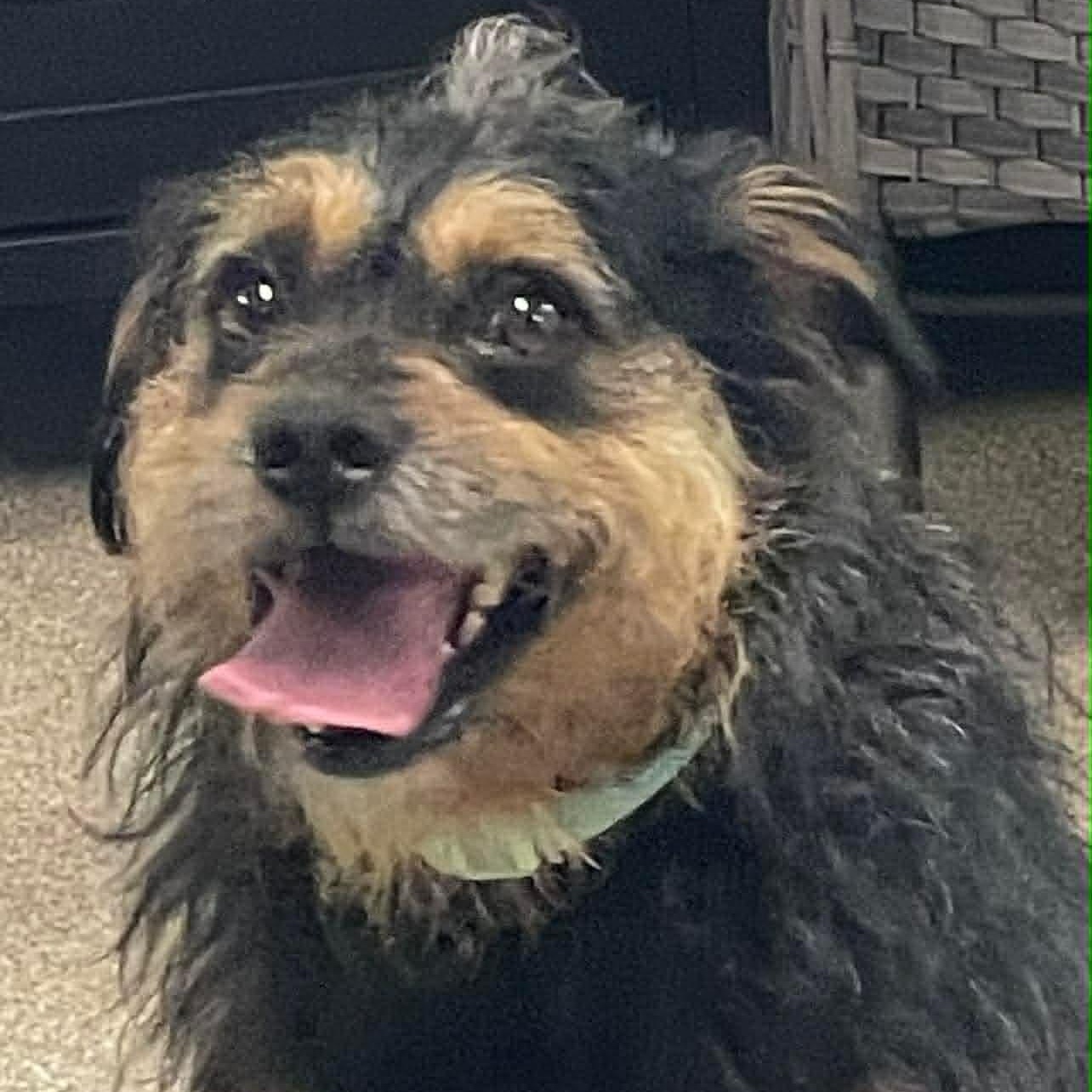 Ruben, ADOPTABLE, Adult Male Poodle & Jack Russell Terrier.