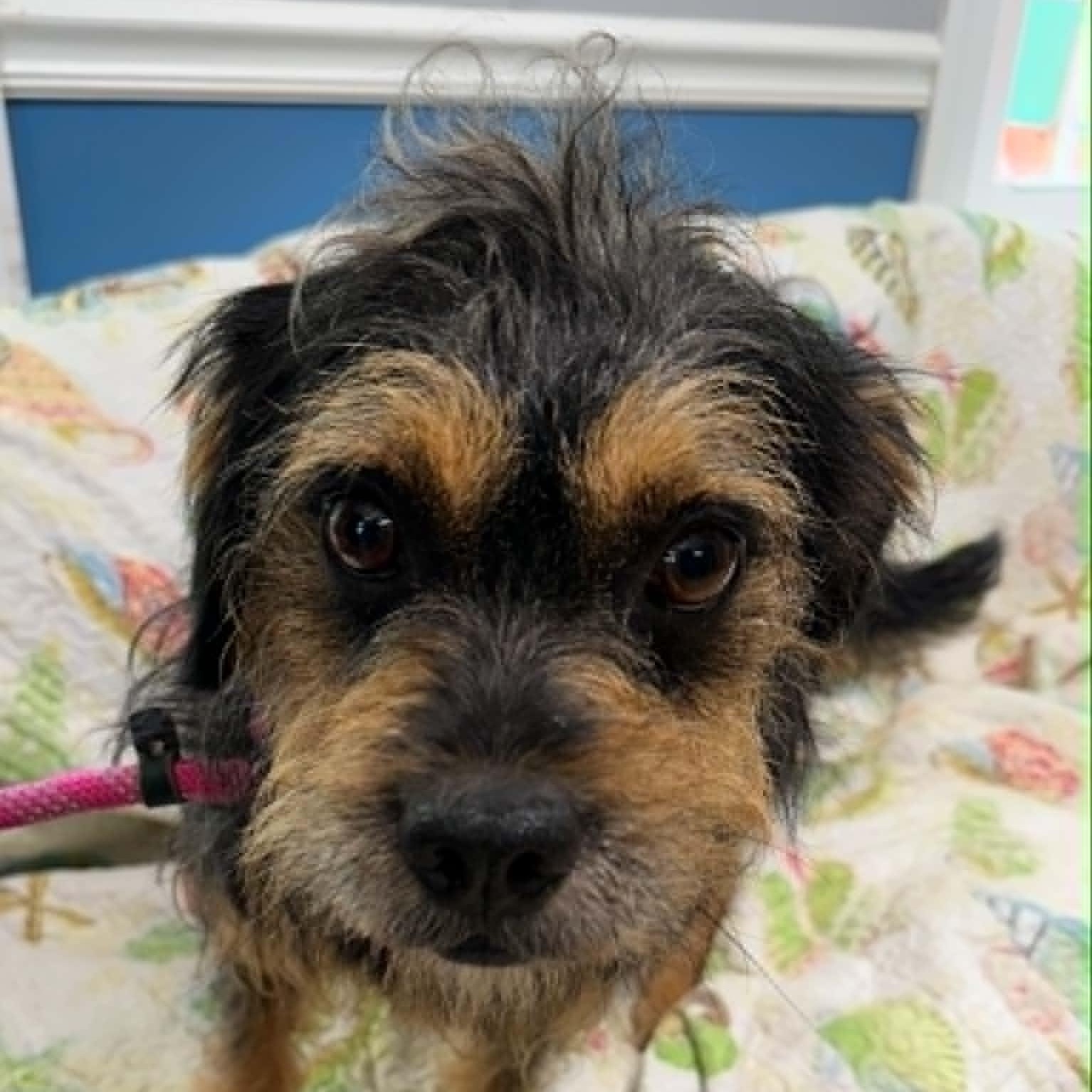 Ruben, a ADOPTABLE mixed breed in Sunderland, MD image 4/4