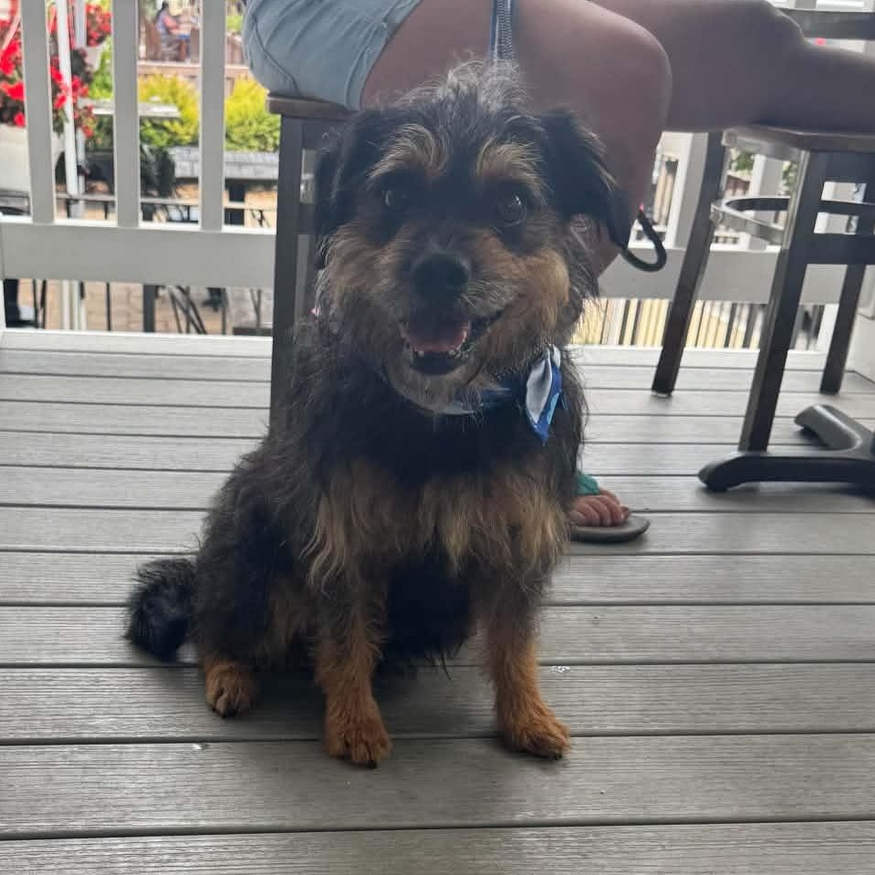 Ruben, ADOPTABLE, Adult Male Poodle & Jack Russell Terrier.