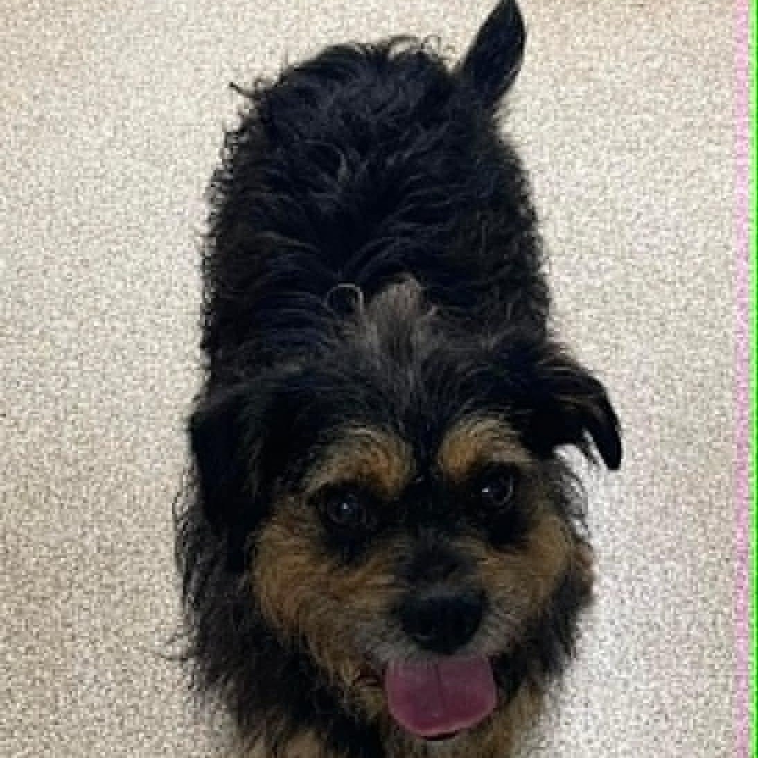 Ruben, a ADOPTABLE mixed breed in Sunderland, MD image 2/4