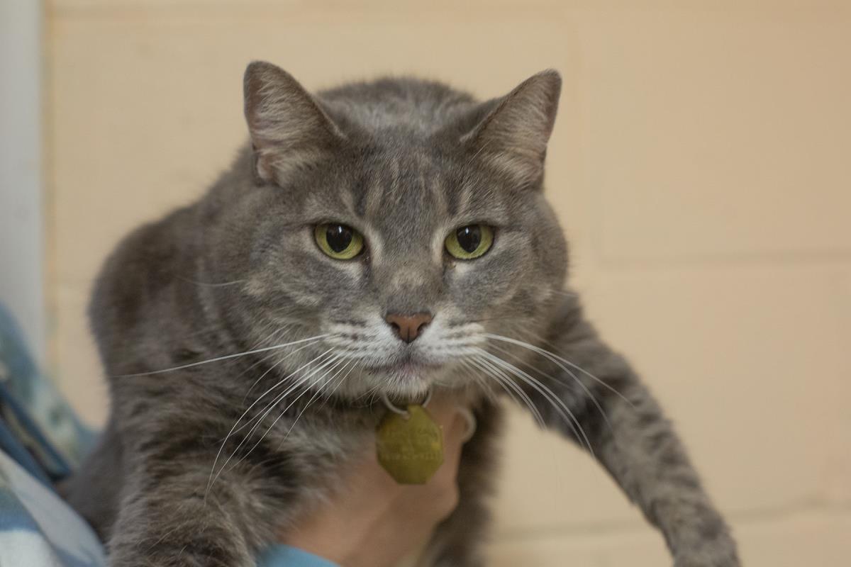 Macy, Adoptable, Adult Female Domestic Short Hair & Tabby.