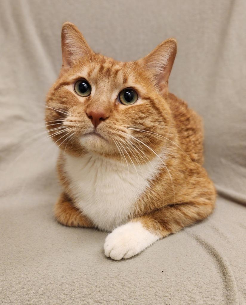 Stubs, Adoptable, Adult Male Domestic Short Hair.
