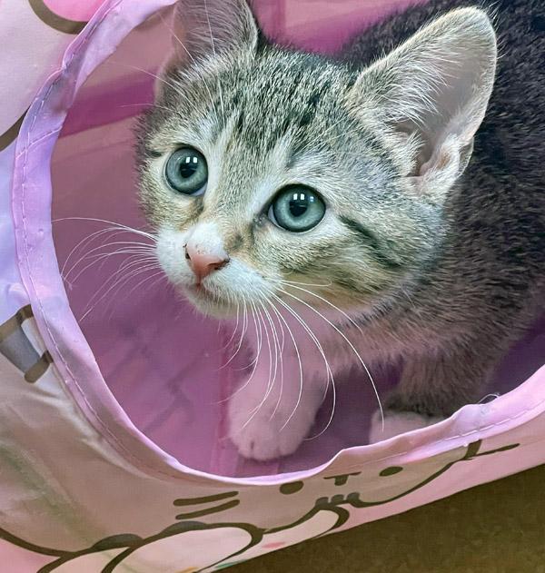 Lorna Doone, an adopted Domestic Short Hair in Mansfield, MA image 2/2