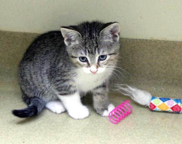 Lorna Doone, adopted, Kitten Female Domestic Short Hair.