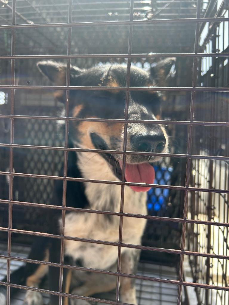 Enlarge Skunk, a Adoptable Cattle Dog in Lockhart, TX image 1/1