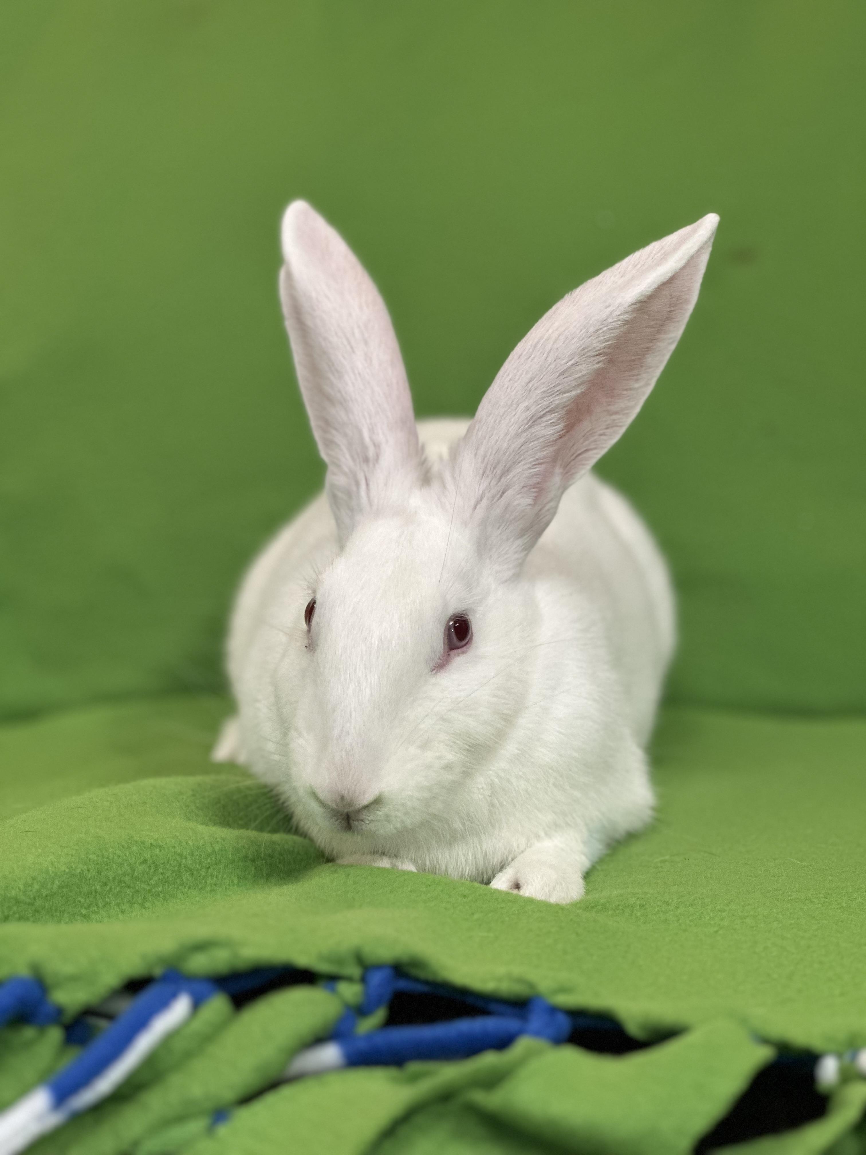 Liberty, a Adoptable American in Westerville, OH image 2/3