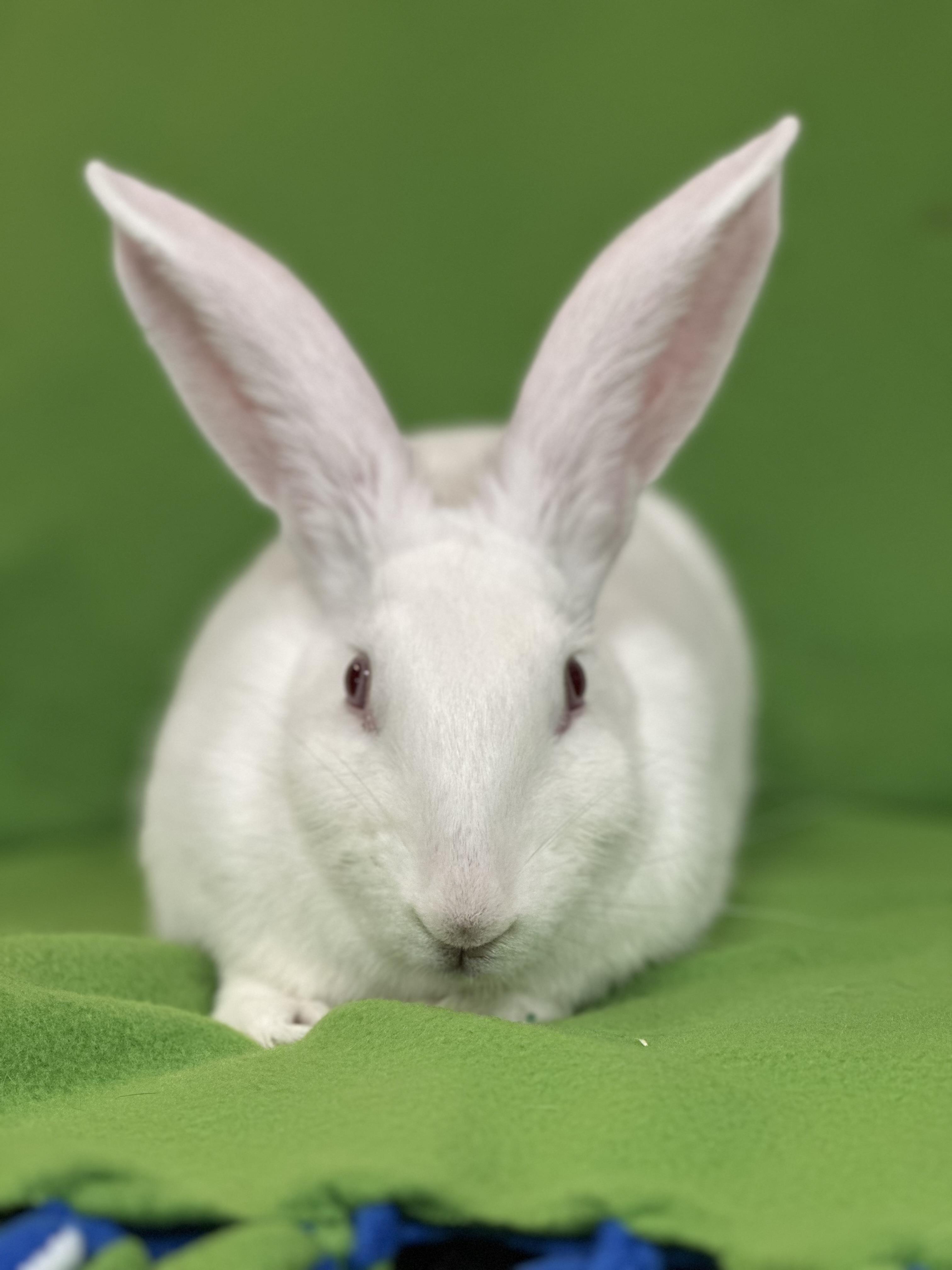 Liberty, a Adoptable American in Westerville, OH image 3/3