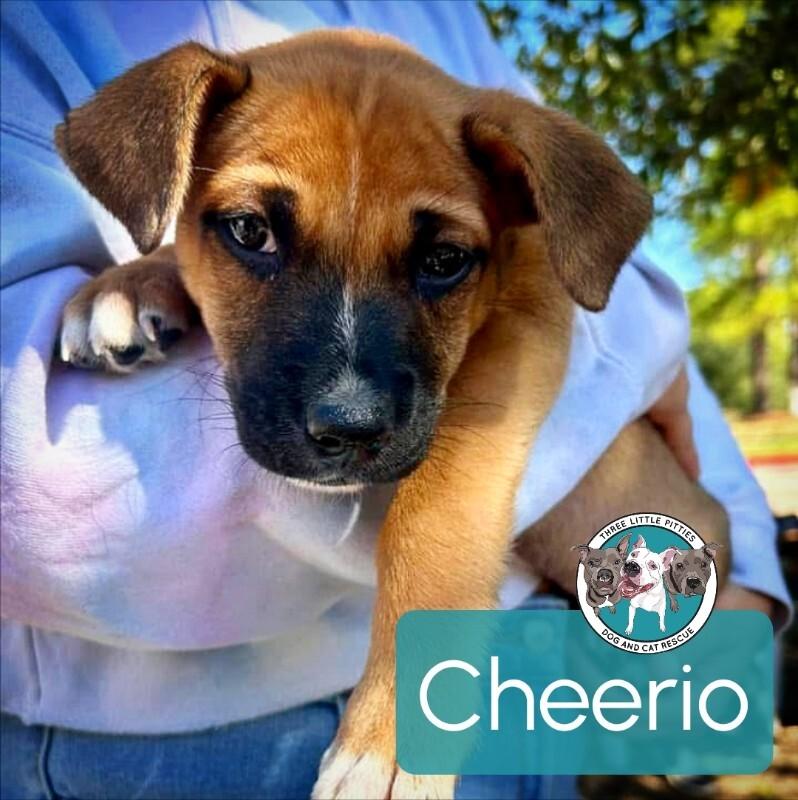Cheerio, Adoptable, Puppy Female German Shepherd Dog & Vizsla.