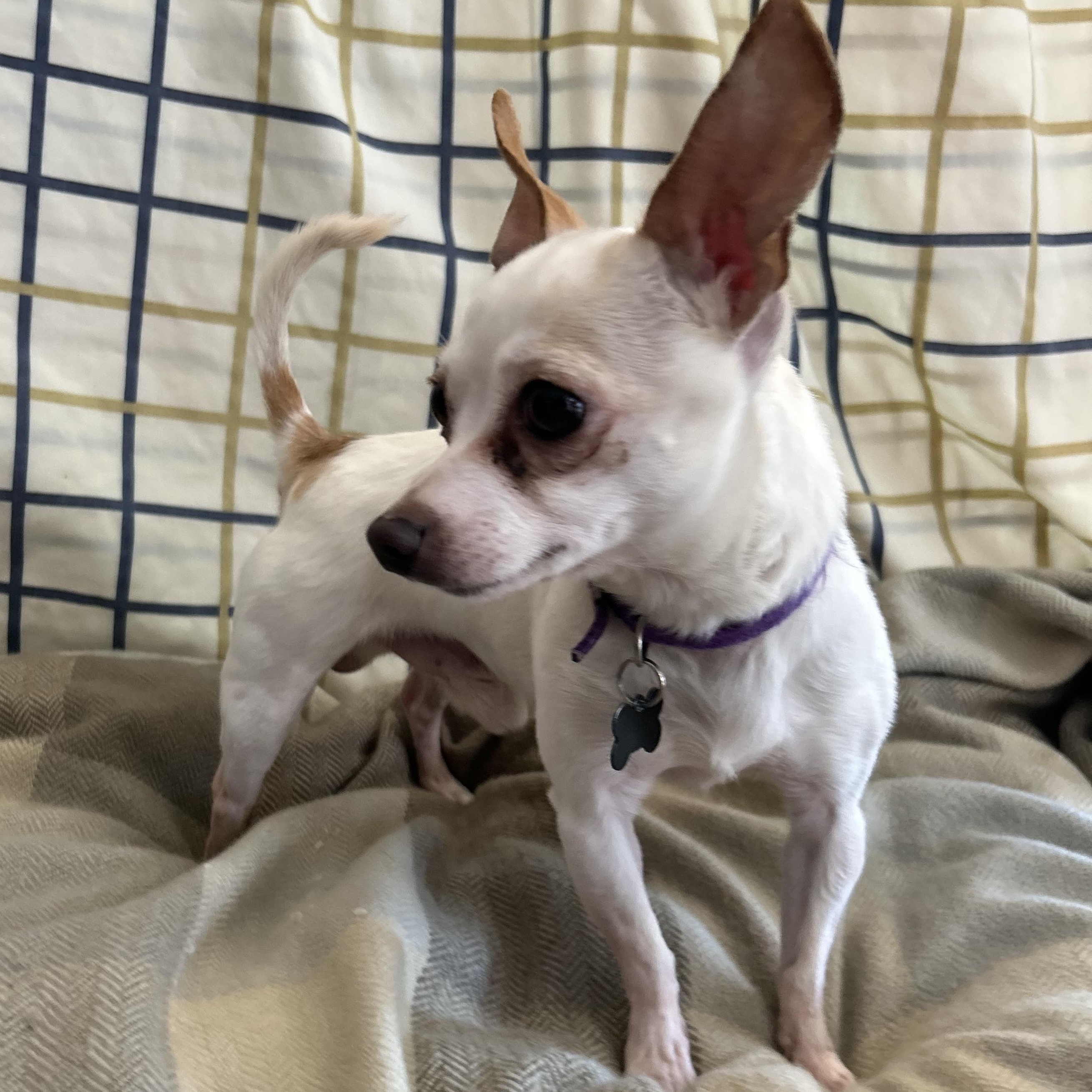 Enlarge Osiris (BONDED WITH ANUBIS), a ADOPTABLE Chihuahua in Madison Heights, MI image 2/5