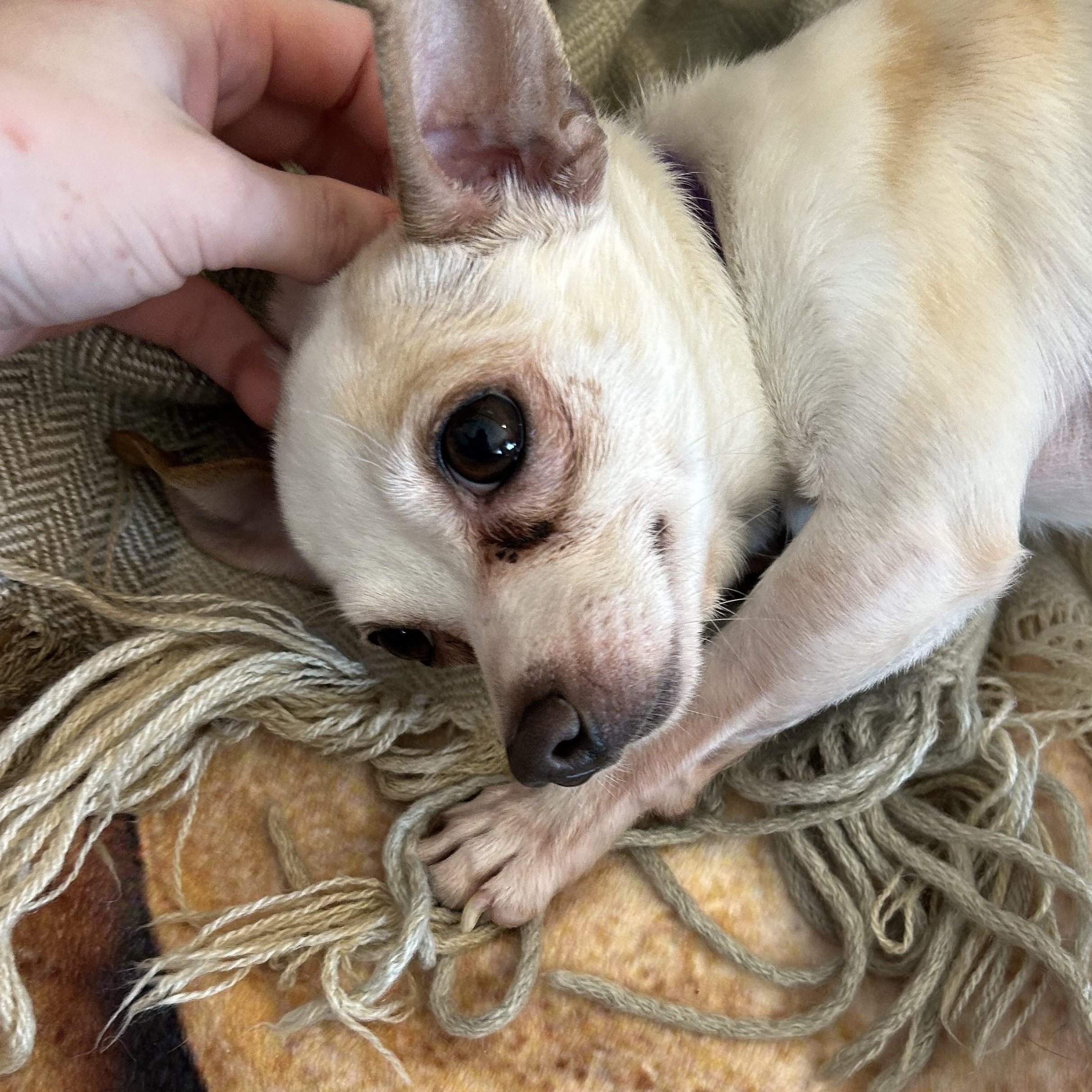 Enlarge Osiris (BONDED WITH ANUBIS), a ADOPTABLE Chihuahua in Madison Heights, MI image 5/5