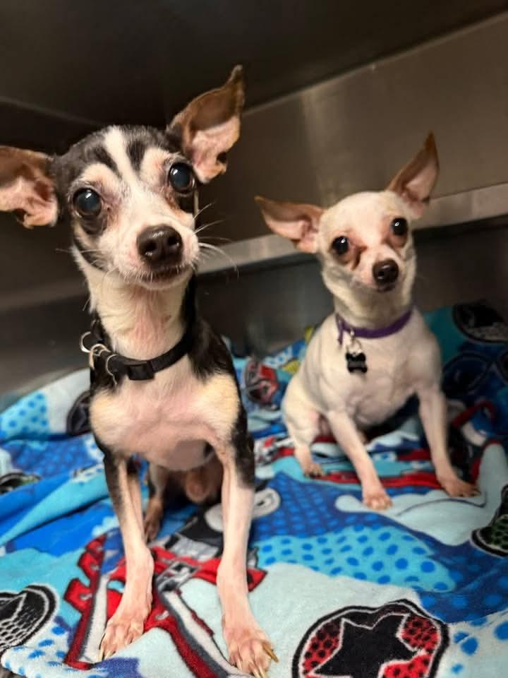 Anubis & Osiris, ADOPTABLE, Adult Male Chihuahua.