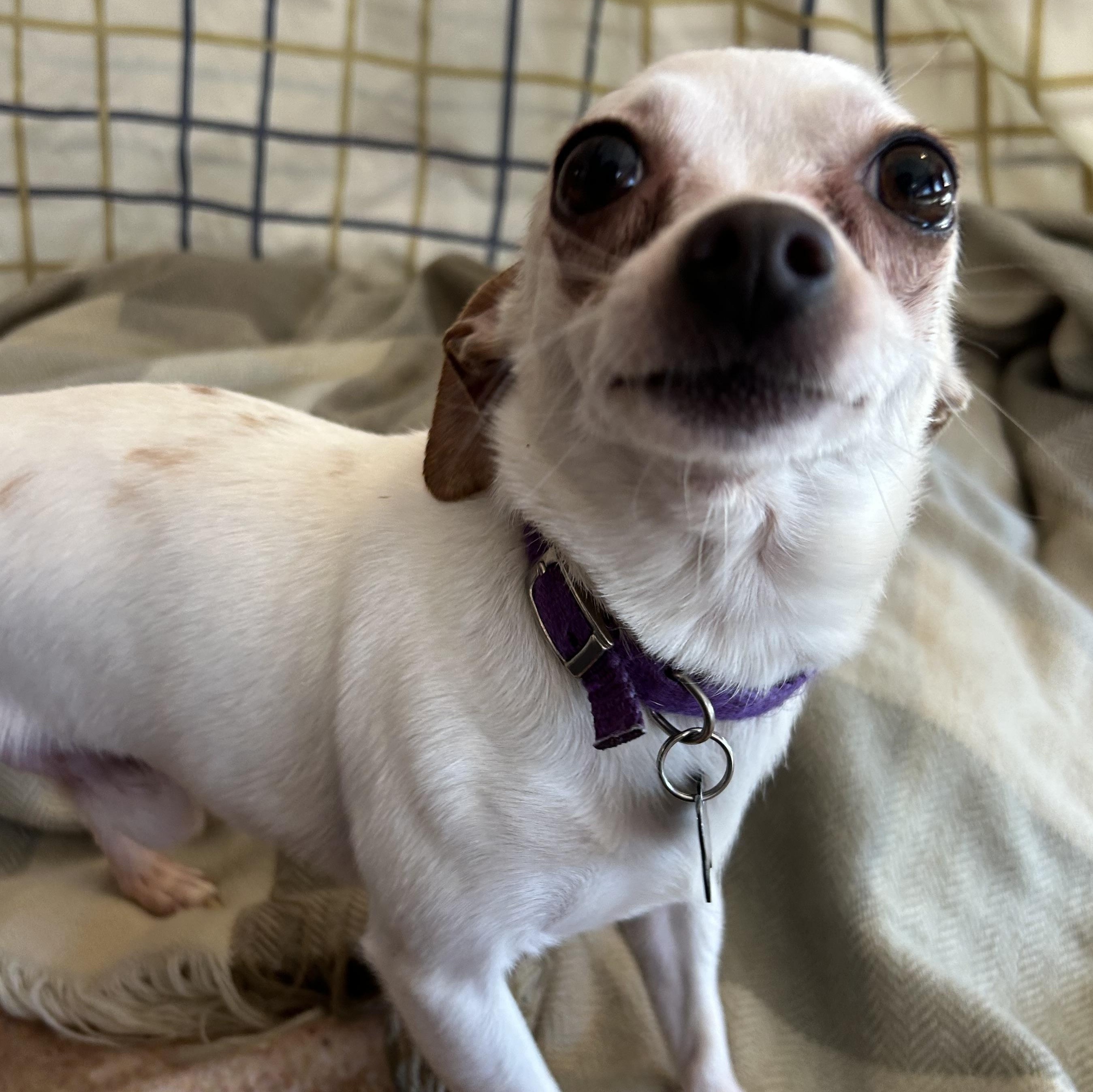 Osiris (BONDED WITH ANUBIS), ADOPTABLE, Senior Male Chihuahua.