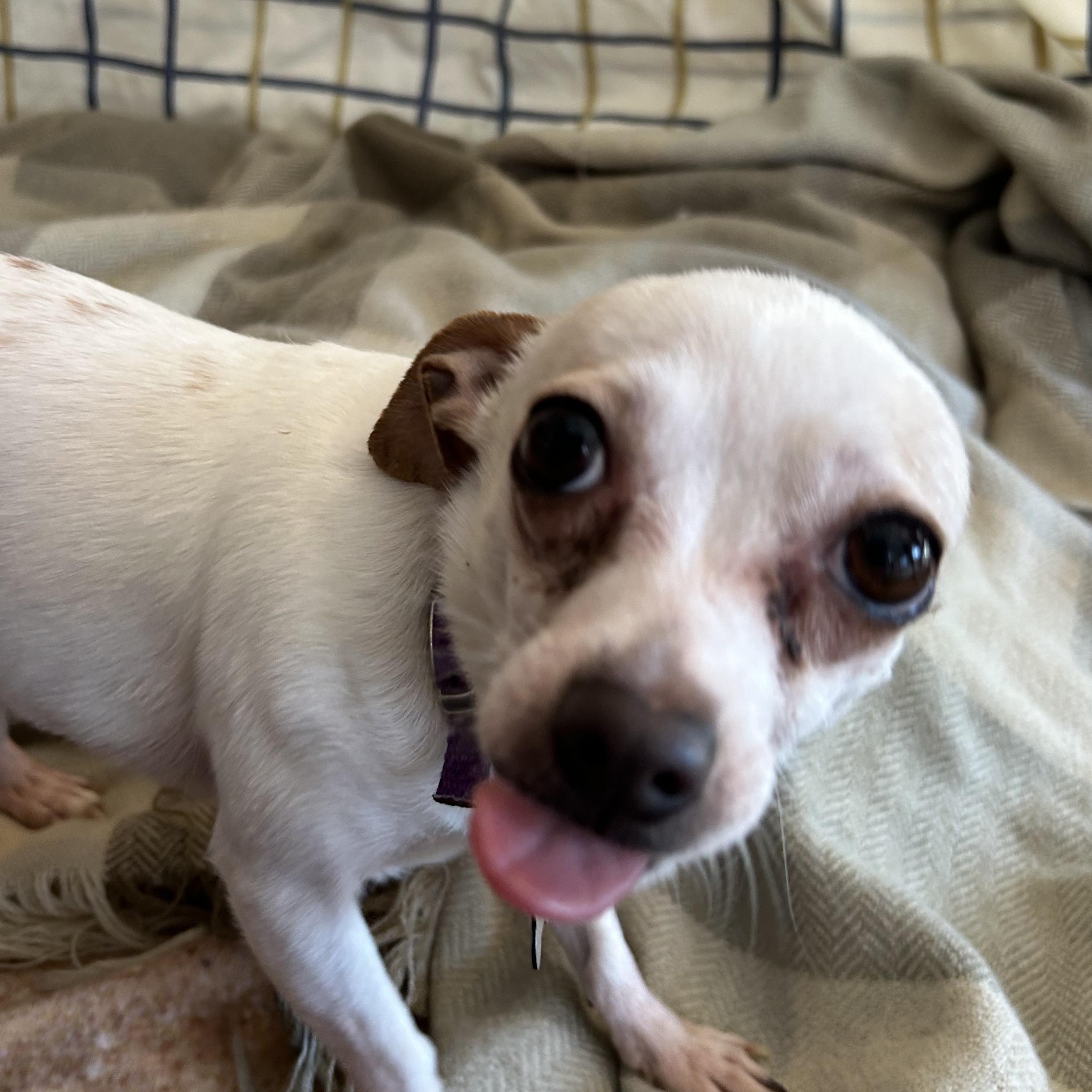 Enlarge Osiris (BONDED WITH ANUBIS), a ADOPTABLE Chihuahua in Madison Heights, MI image 3/5