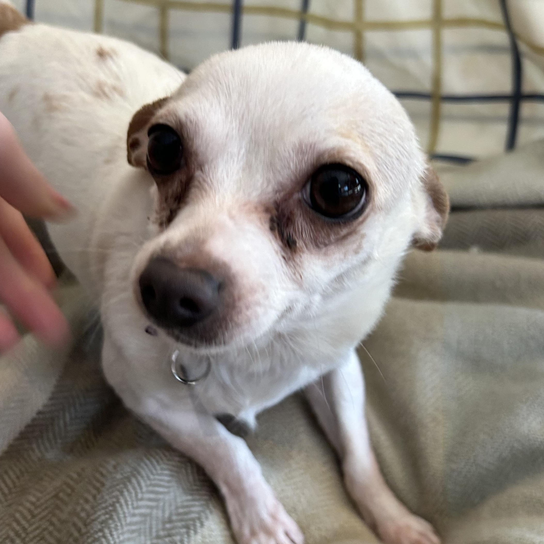 Enlarge Osiris (BONDED WITH ANUBIS), a ADOPTABLE Chihuahua in Madison Heights, MI image 4/5