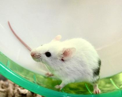 Chive, Adoptable, Baby Male Mouse & Mouse.