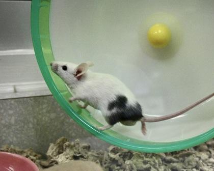 Enlarge Chive, a Adoptable mixed breed in West Seneca, NY image 2/3