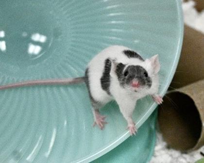 Chive, Adoptable, Baby Male Mouse & Mouse.